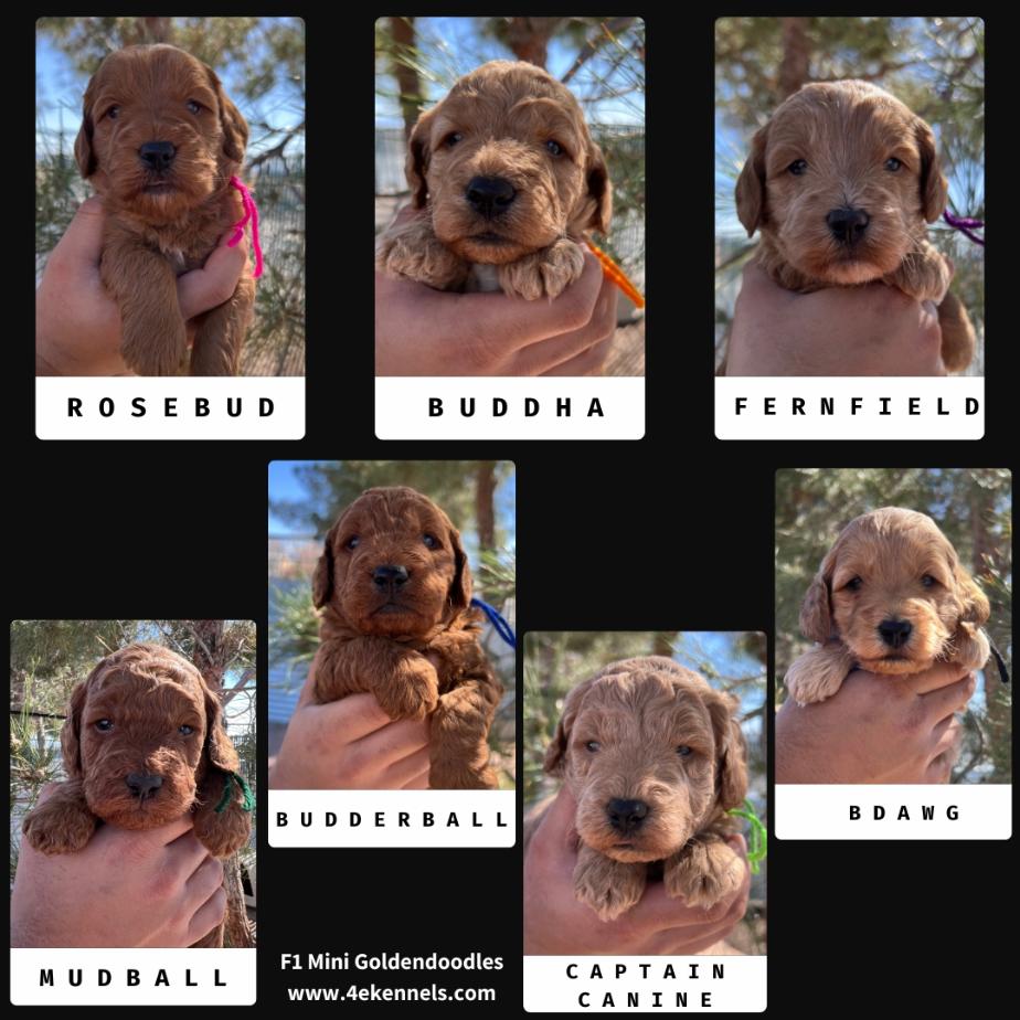 Goldendoodle Breeder Las Vegas Badass Breeder 4E Kennels